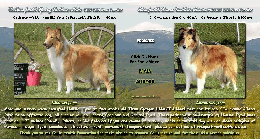 Collies OnLine